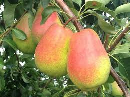 Pears (6)