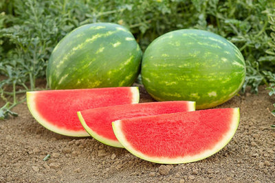 Sweet Seedless Watermelon (the best) LARGE