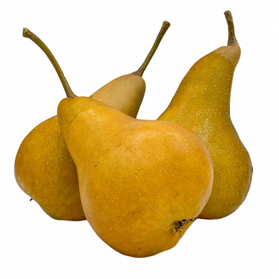 Bosc Pears