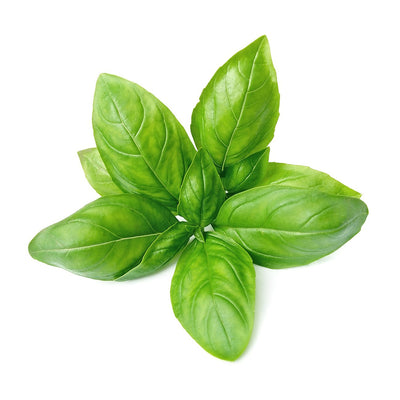 Fresh Italian Basil (Bunch) 🇨🇦
