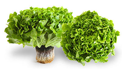 Green Leaf Lettuce 🇨🇦