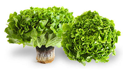 Green Leaf Lettuce 🇨🇦