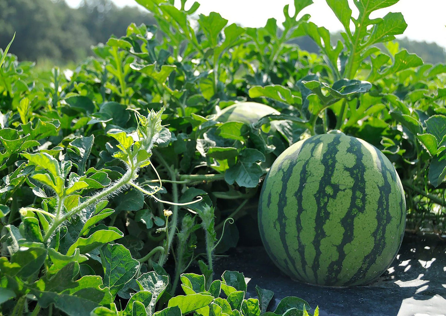 LOCAL Seedless watermelon medium Size