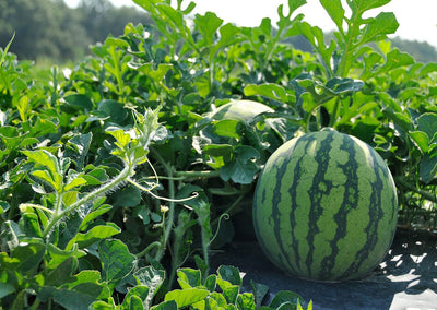 LOCAL Seedless watermelon medium Size